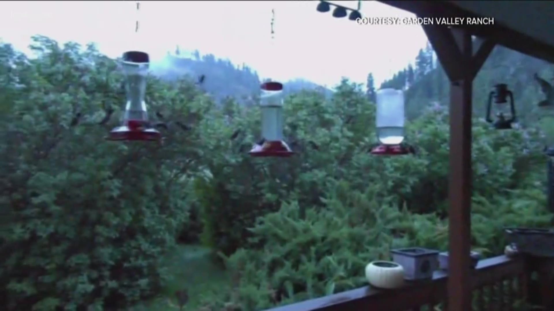 A viewer sent us video of the hummingbirds gathering at feeders on her porch.