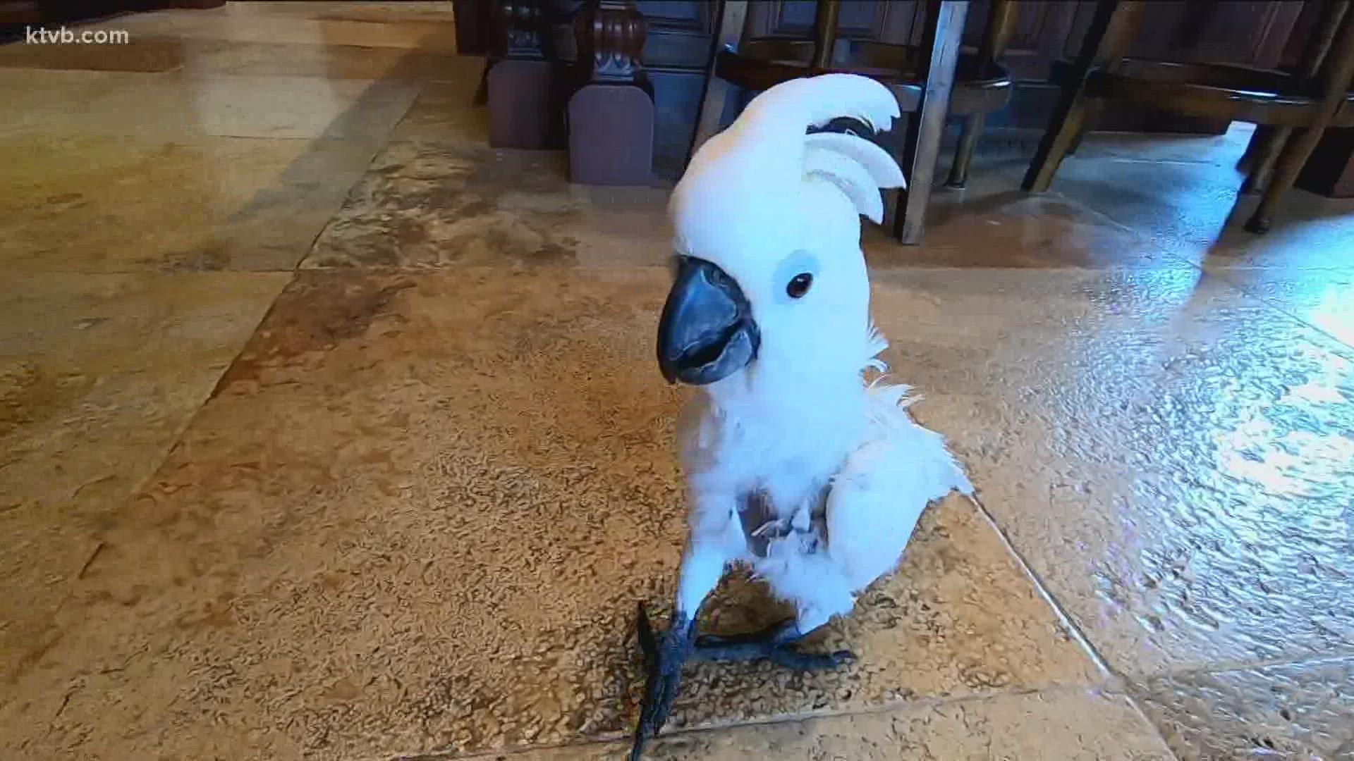 As the Idaho parrot's owner feared she wouldn't survive from an illness, actress Sarah Paulson and hundreds of followers jumped in to help Sweet Pea find treatment.