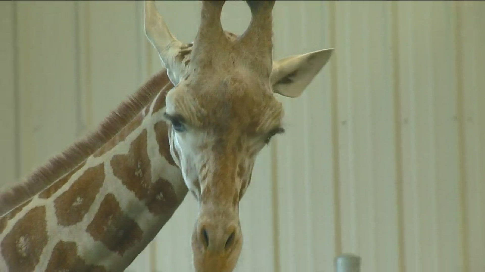 The 2-year-old male giraffe is settling into his new home.