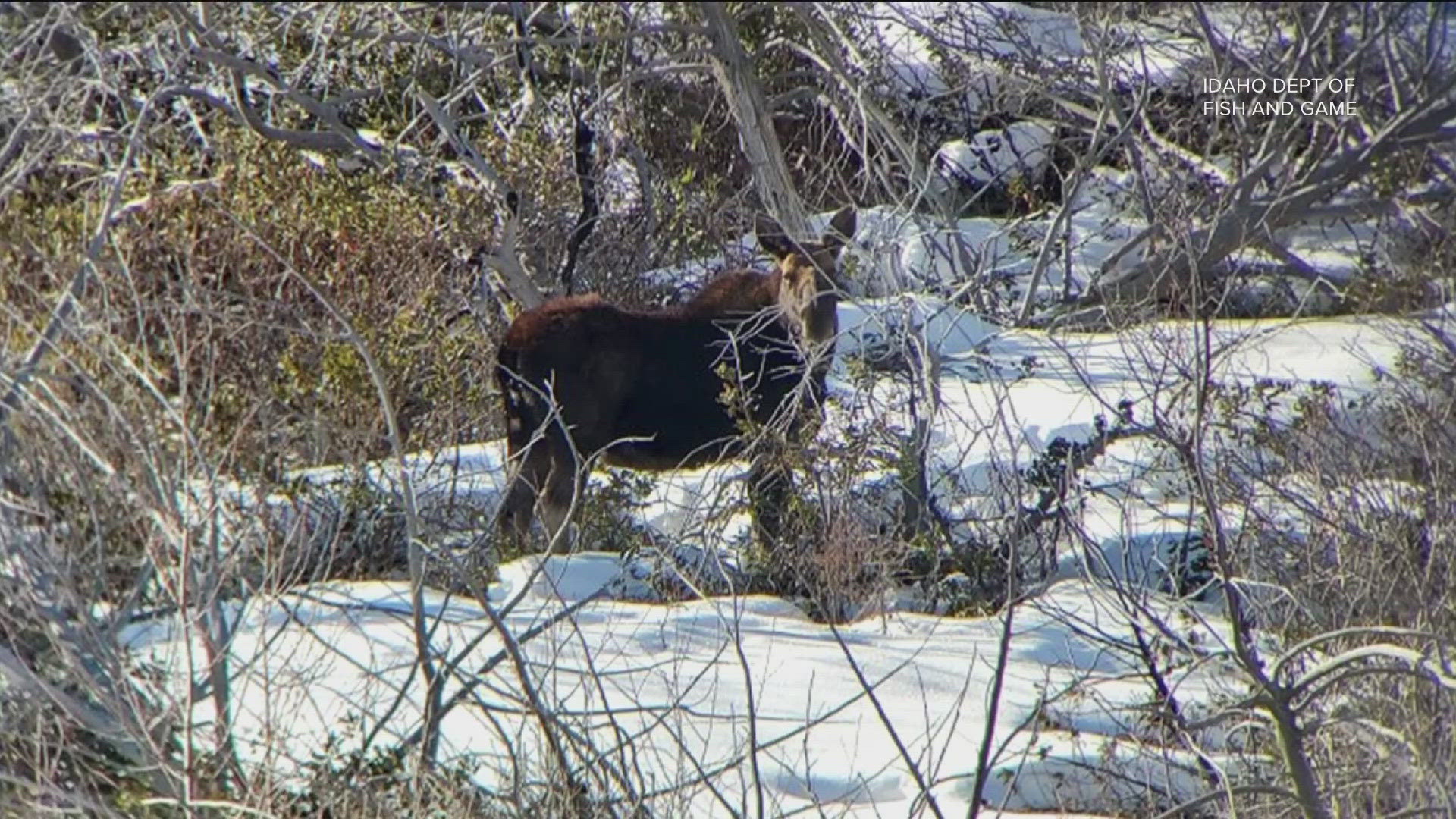 The moose, which was shot outside the hunting season, was found decapitated near a campground along the South Fork Shoshone Creek Road.