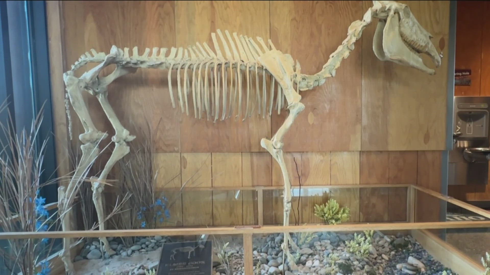 Hagerman Fossil Beds hold 220+ species, including the Hagerman Horse, making it one of North America’s richest fossil.