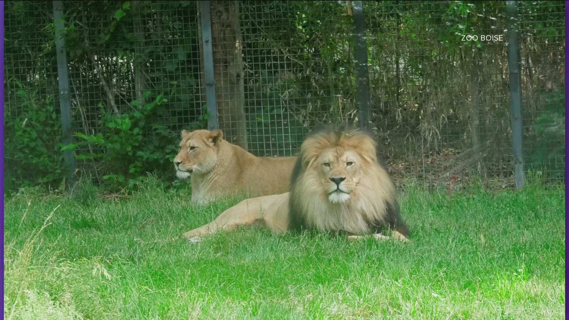 Ahsoka is the zoo's new two-year-old female African lion.