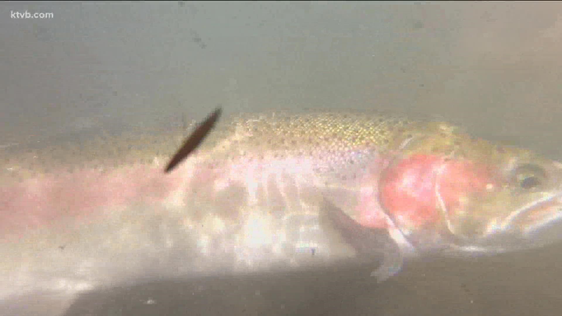 Water temperature reached 70 degrees this week at Barber Park, but Idaho Fish and Game says the trout can find cooler water upstream.