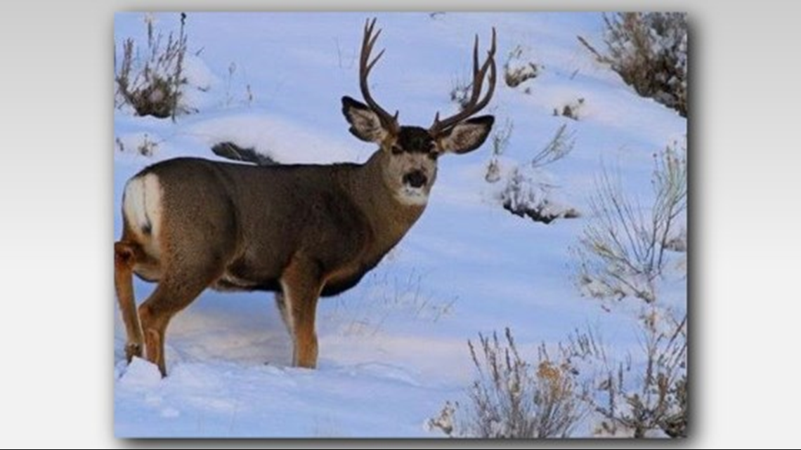 Idaho Dept. Of Fish and Game propose changes in response to CWD