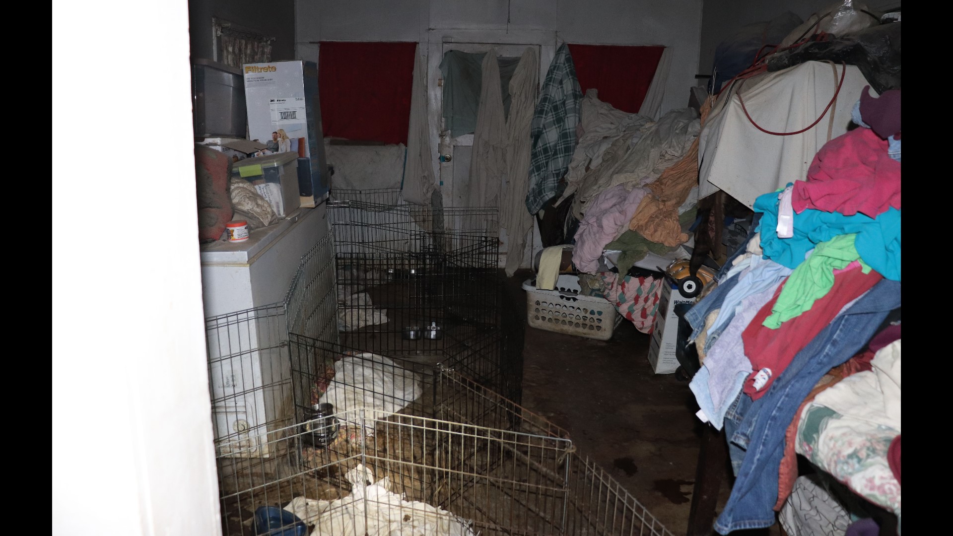 Dogs seized in Mountain Home hoarding case handed over to Idaho Humane ...
