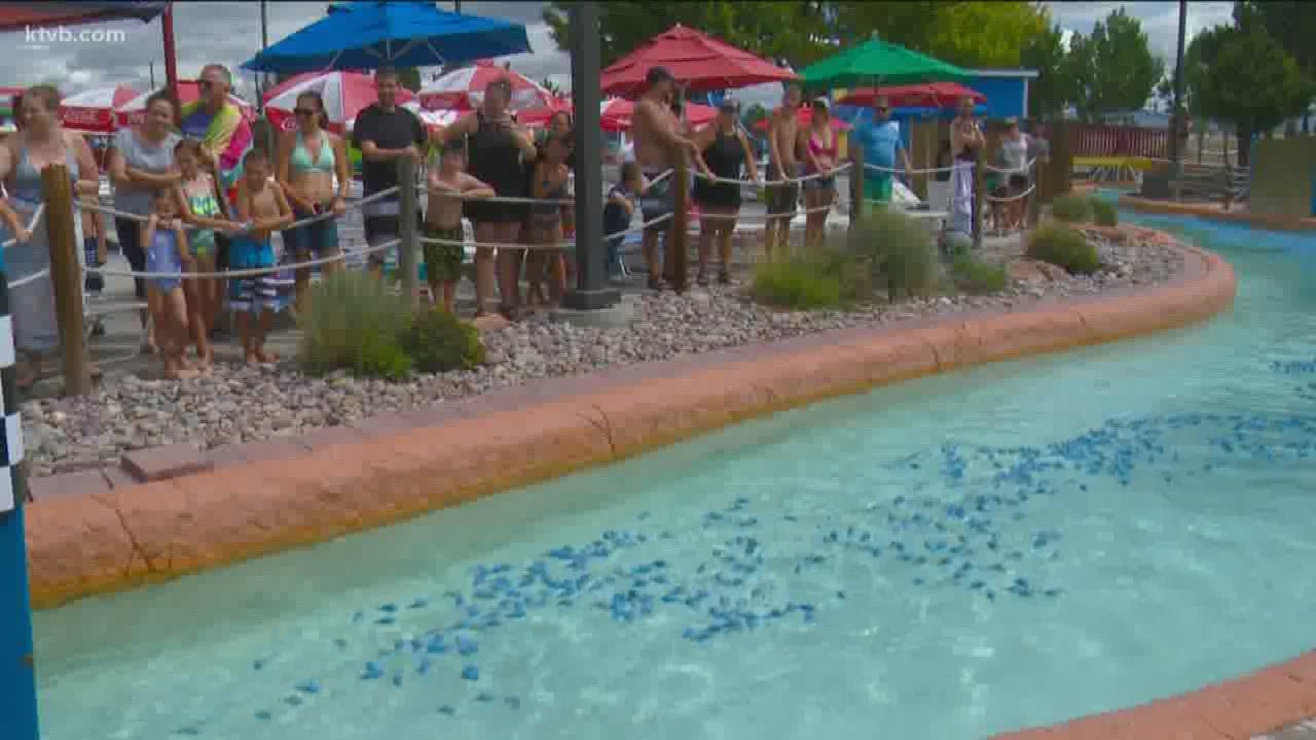 Ten thousand toy dolphins raced to the finish line in Roaring Springs' Endless River Sunday at the 19th annual Dolphin Dunk, an event that aims to raise $30,000 for the Boys & Girls Club. Membership at the Boys & Girls Club costs $25 a year, a fee that doesn't come close to covering all the program's expenses.