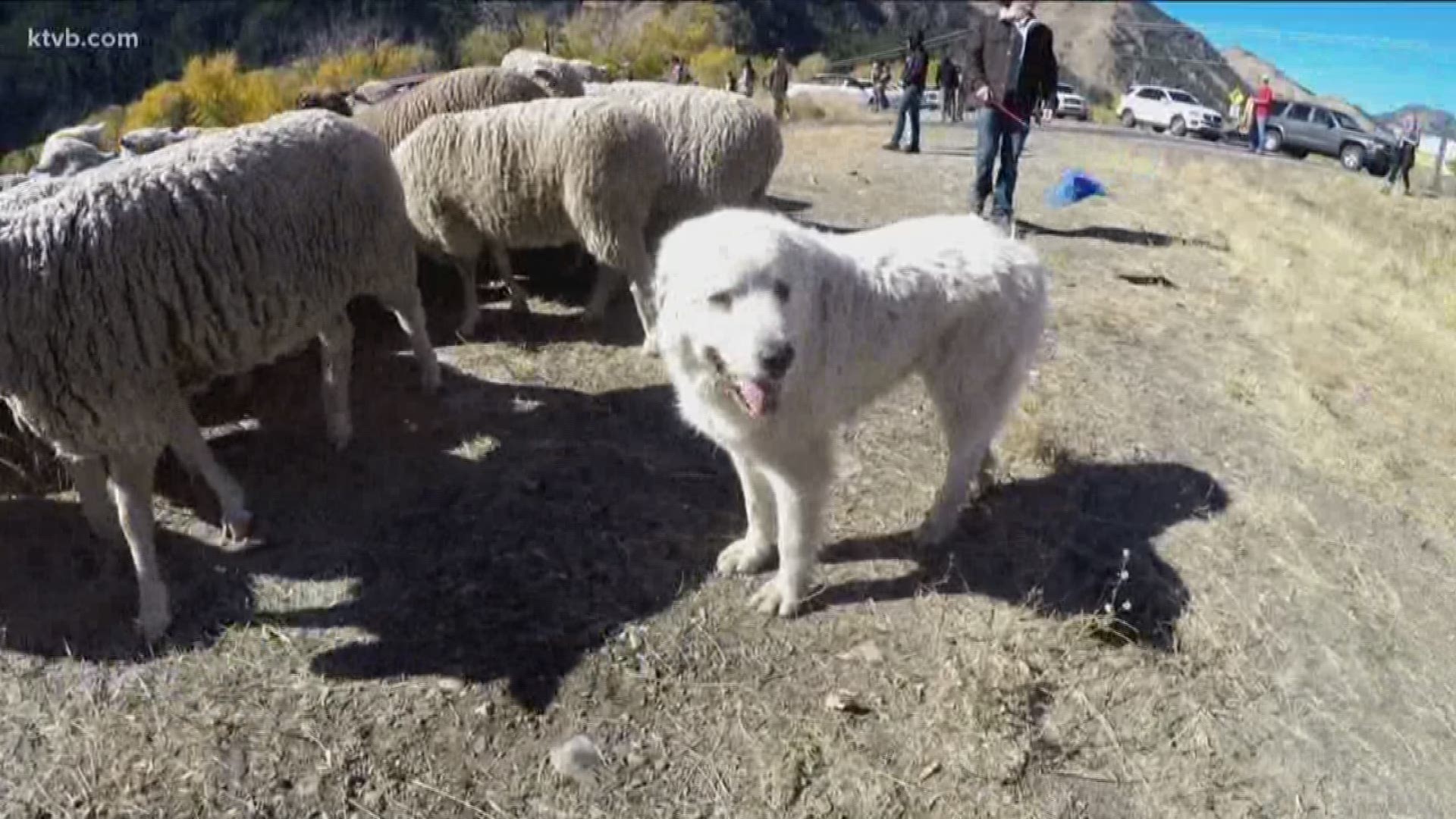 Moving a whole flock of sheep through downtown Ketchum should be the easy part of these dogs' jobs, but dealing with wolves and keeping the sheep together through their migration is the intense part of it.