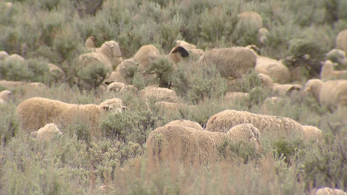 Central Idaho sheep ranchers persist amid change