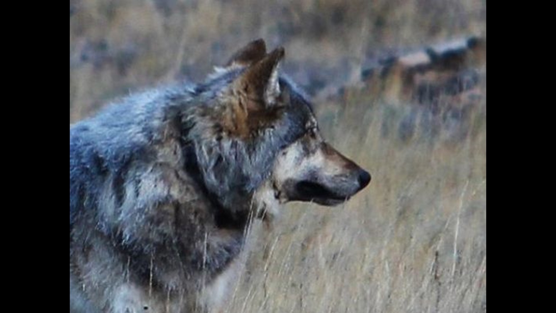 Idaho Fish and Game investigating poaching of two wolves