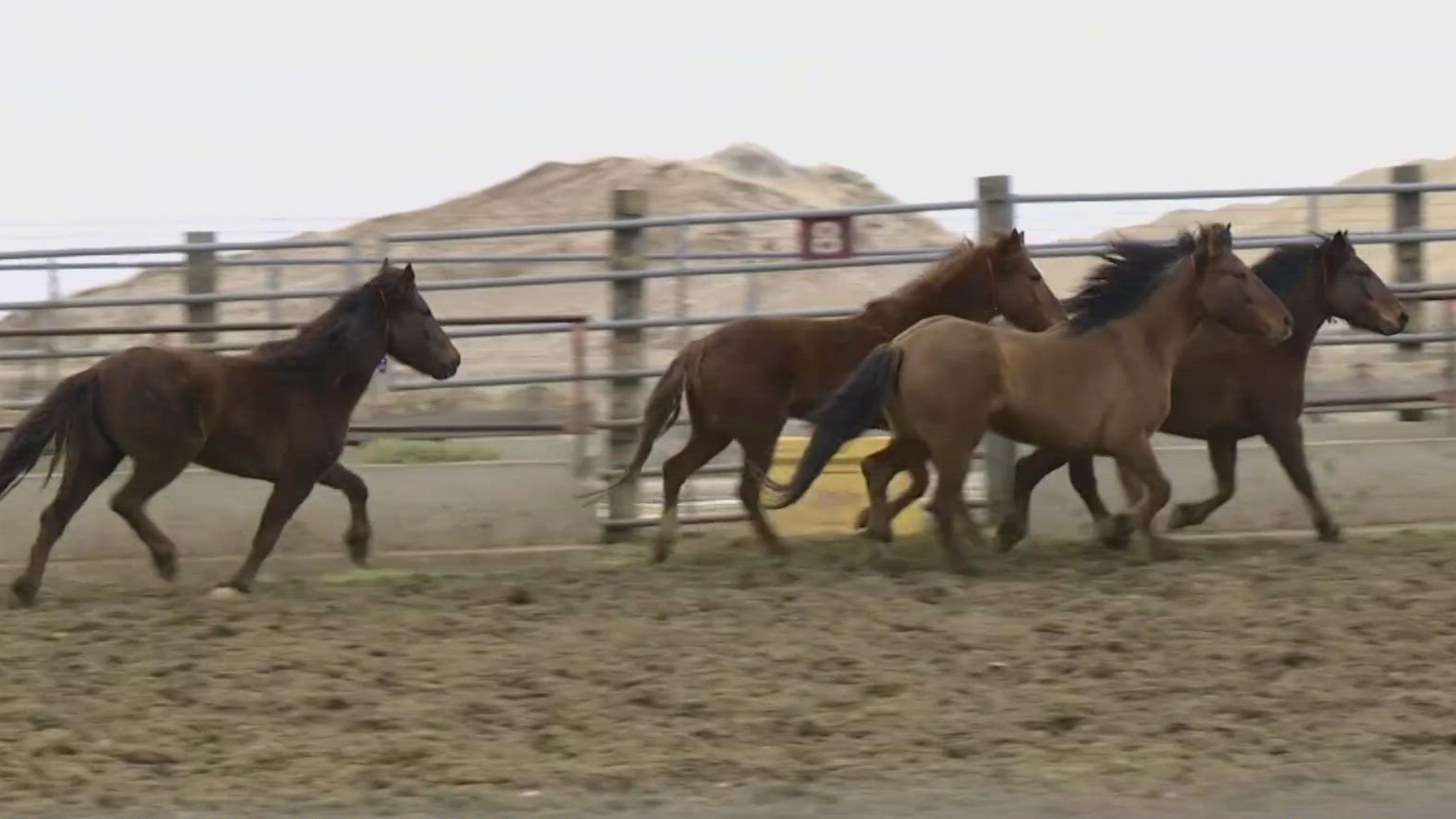 Through the Bureau of Land Management program, roughly 170 wild horses and burros have been adopted by more than 120 trainers for the Mustang Mania event.