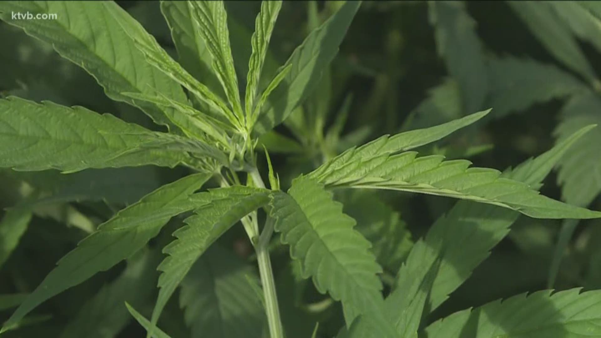 A new federal law is causing some confusion as to whether hemp is legal in Idaho.