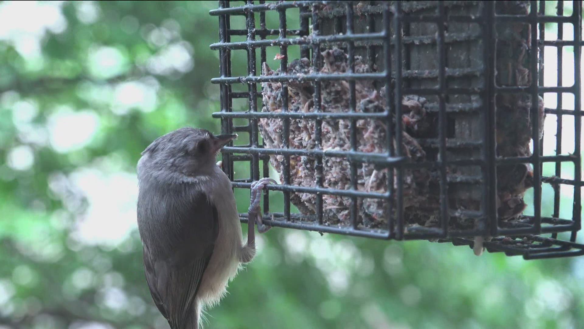 A salmonella outbreak among songbirds in the western U.S. has pushed Idaho Fish and Game to ask residents to take down bird feeders.