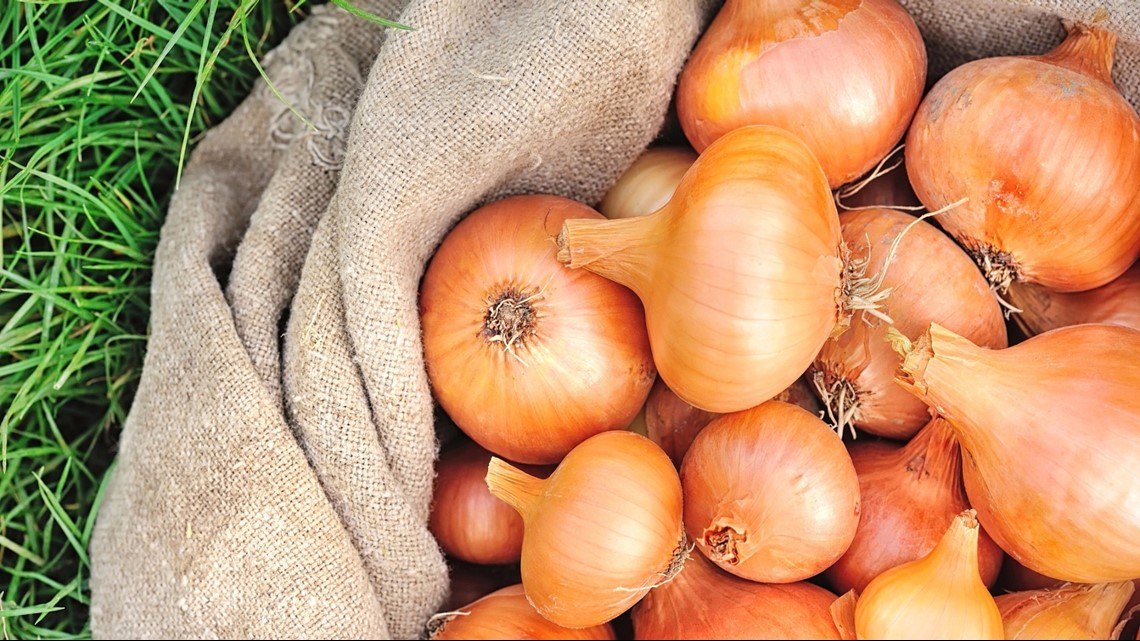 Farmers see good onion crop in parts of Oregon, Idaho