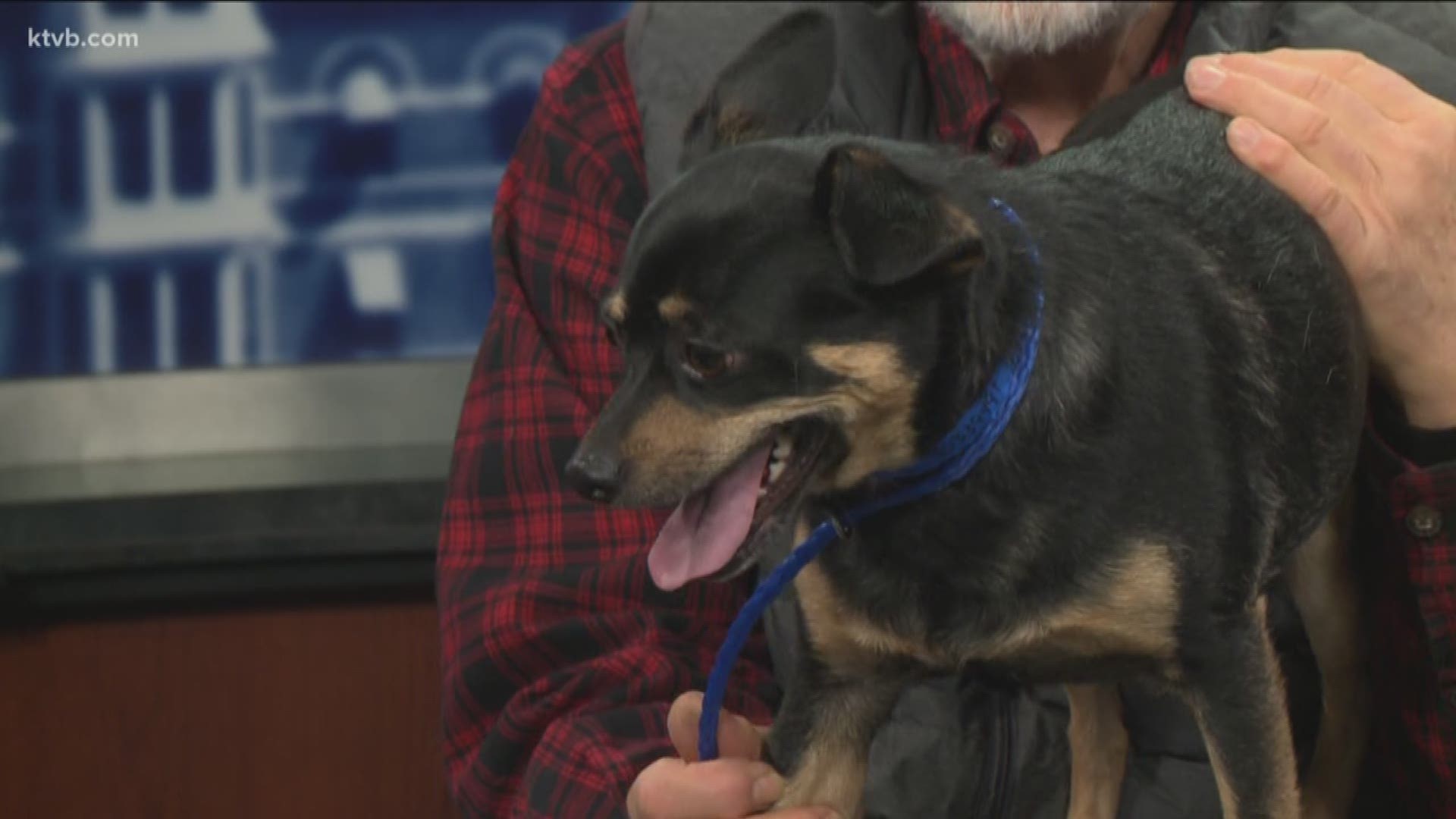 Keppa is a very active dog and is available now for adoption at the Idaho Humane Society.
