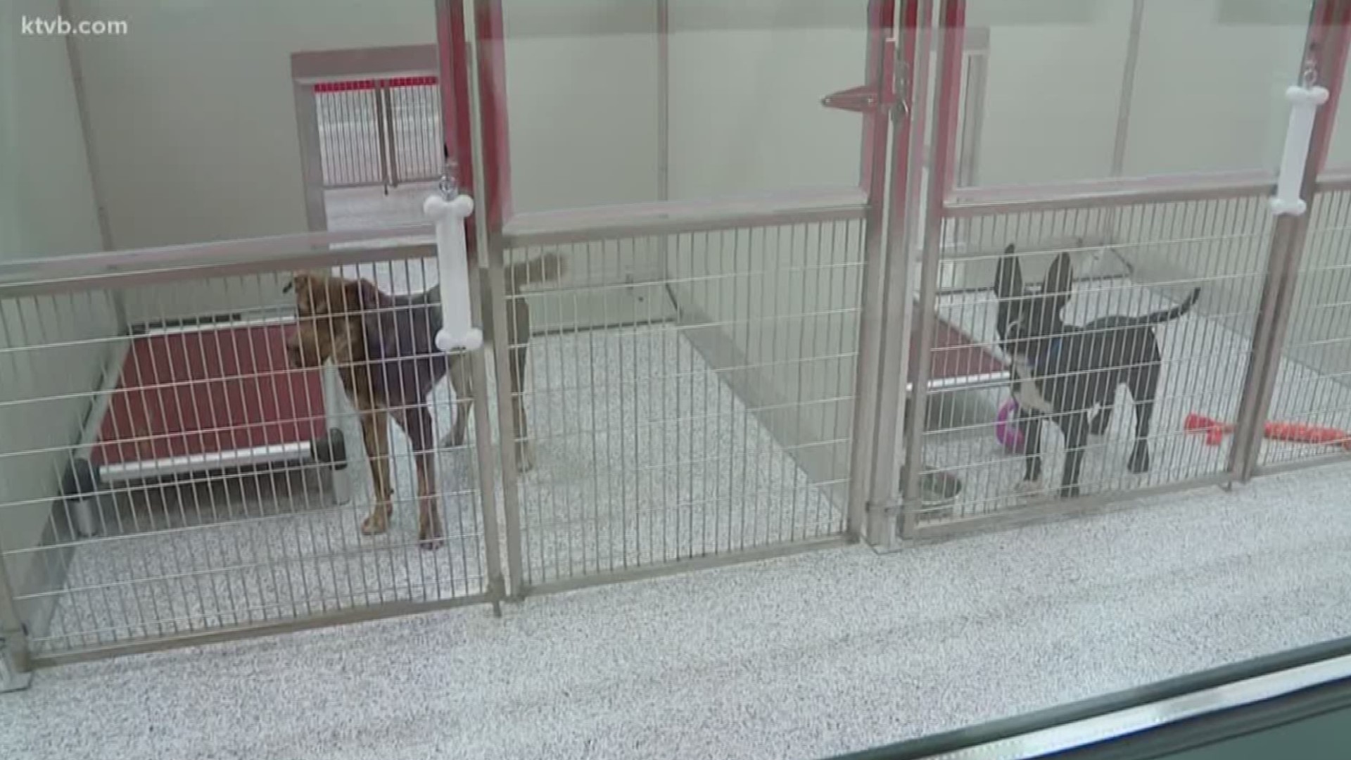 Animals are being moved into their new home. Adoptions will start on Tuesday.