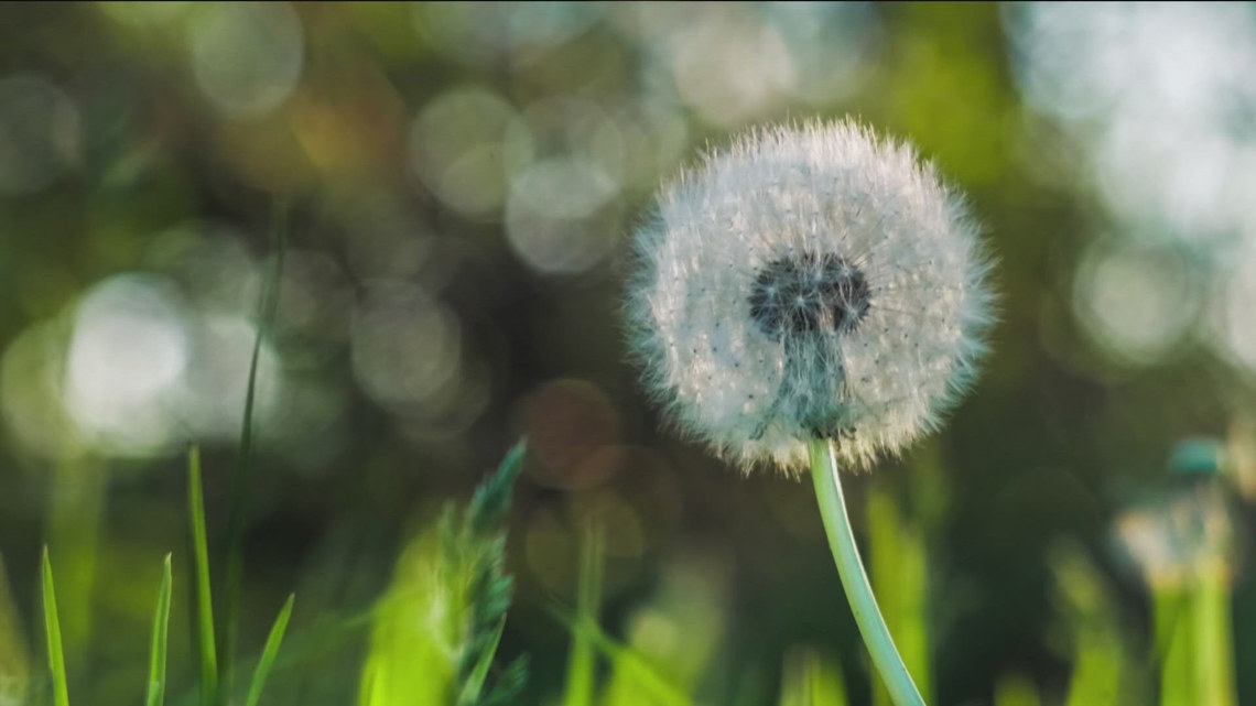 Boise tops US cities as worst for those with pollen allergies