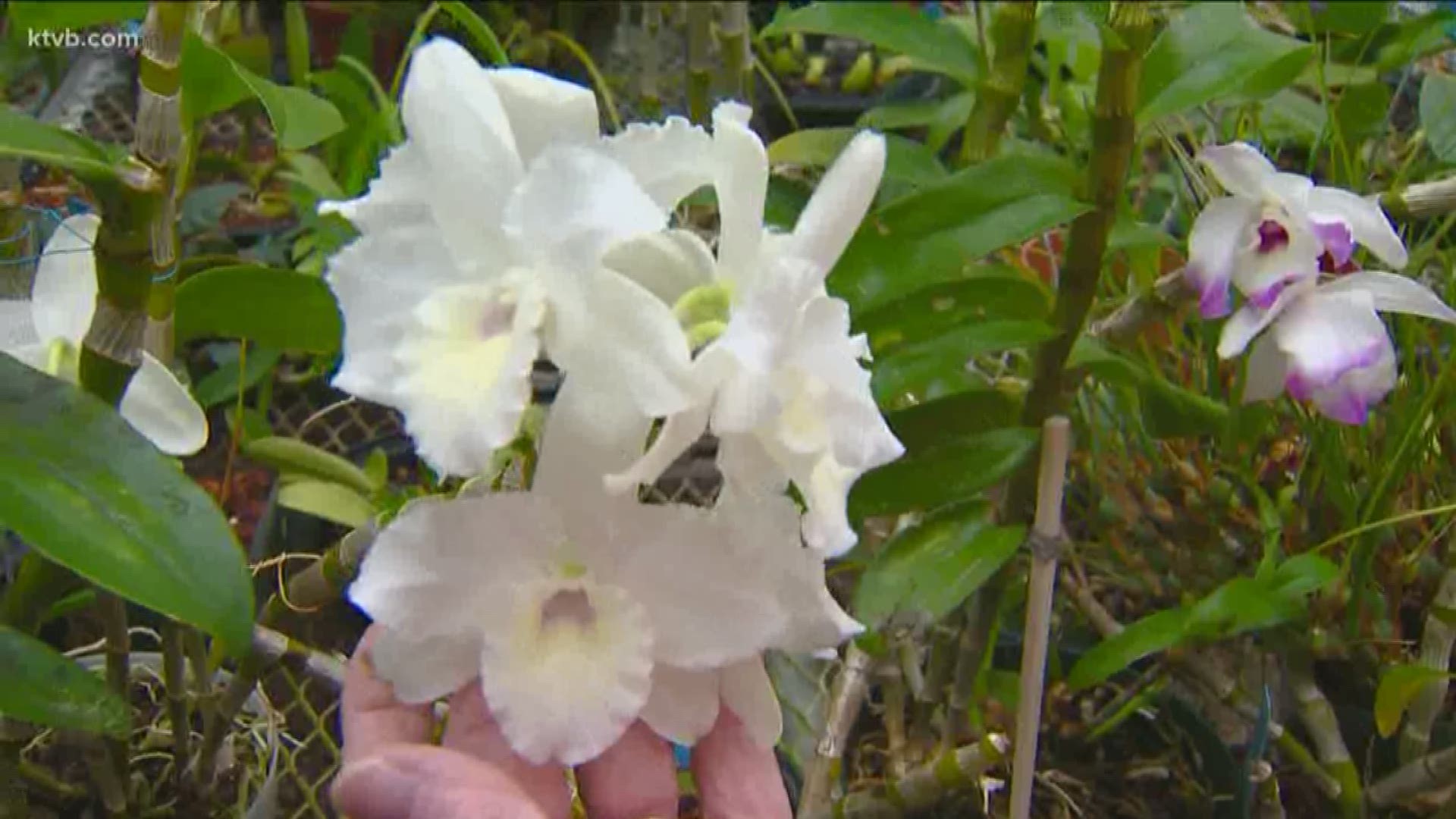 Jim Duthie takes us to a local greenhouse where Janet Crist grows all kinds of orchids.