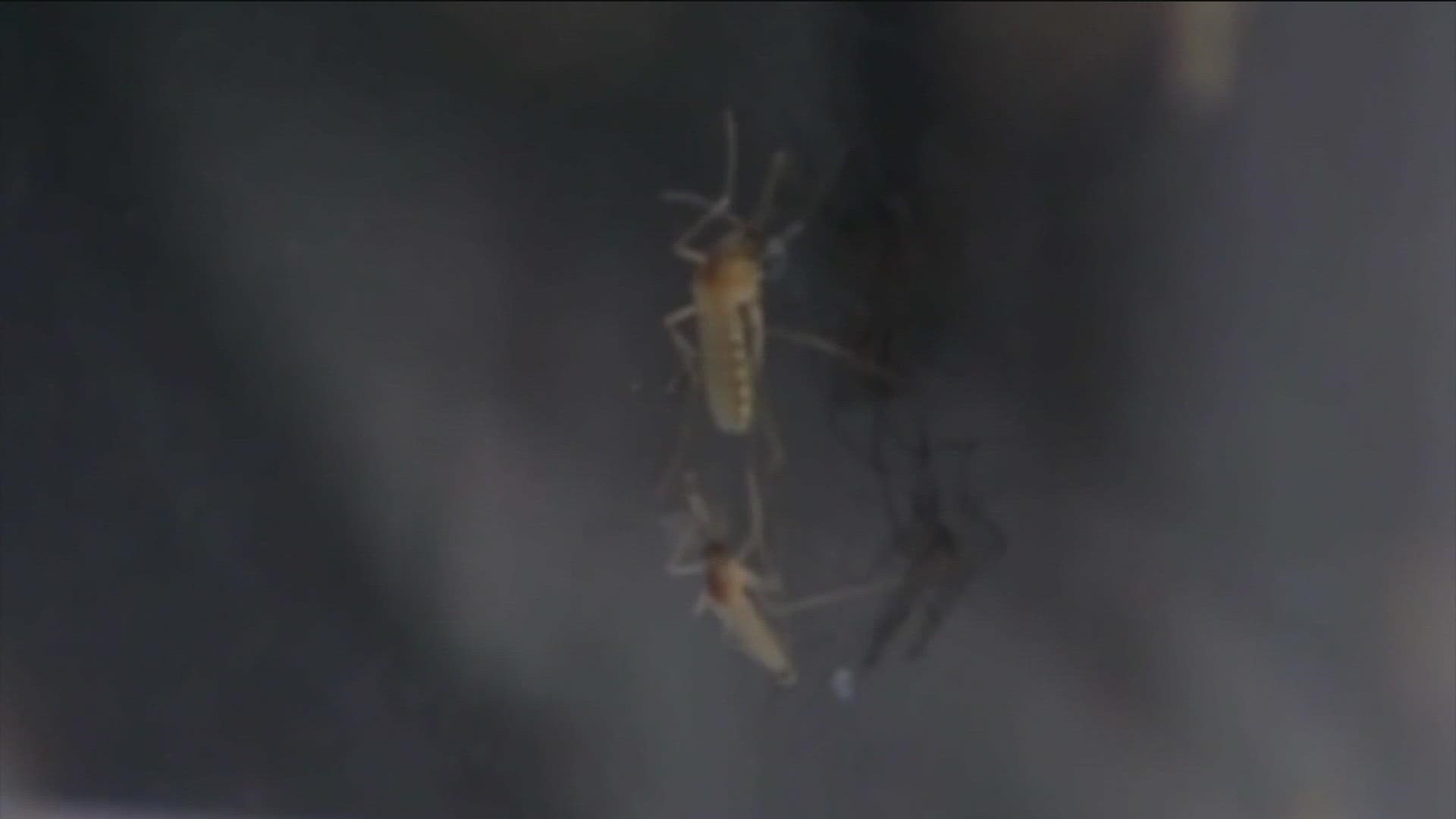 Mosquitos carrying West Nile Virus have been discovered in Twin falls County north of Filer, along the Snake River.
