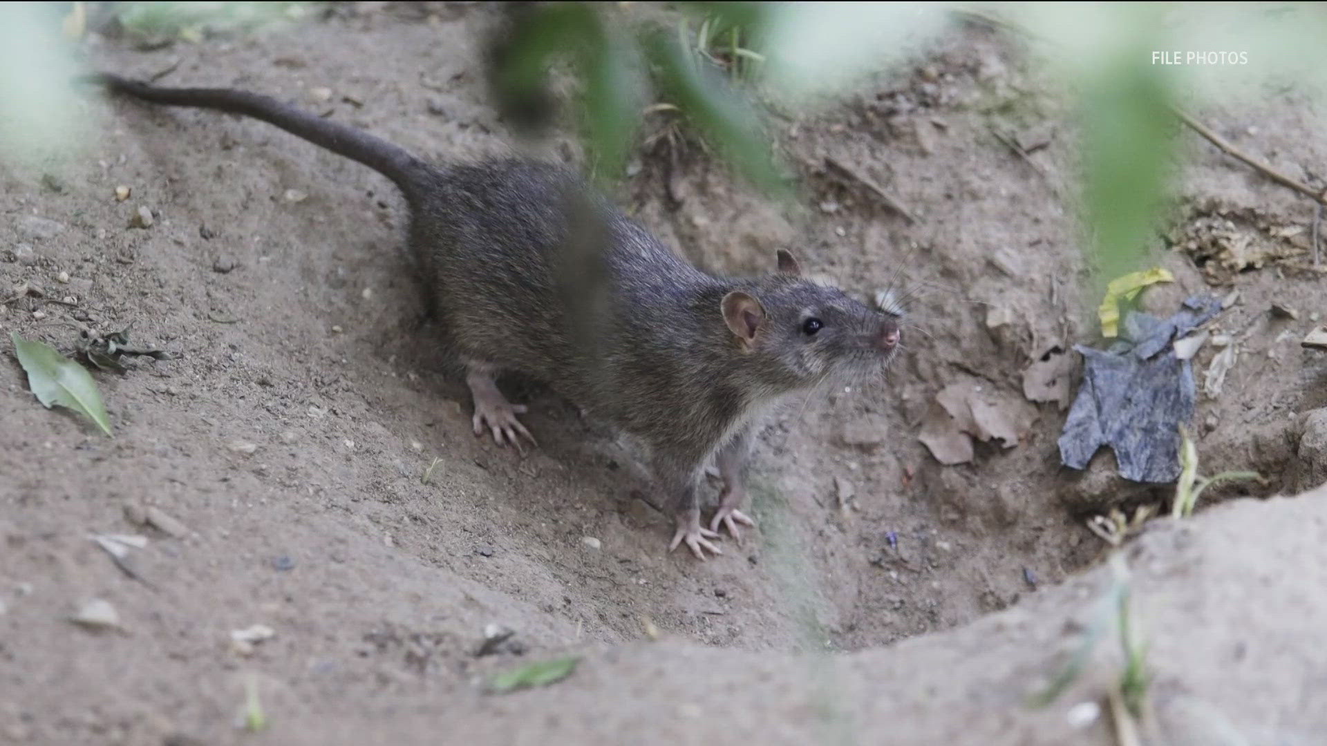 One pest control company responded to their first call about the 'roof rat' two years ago. Now they're receiving calls about it every week.