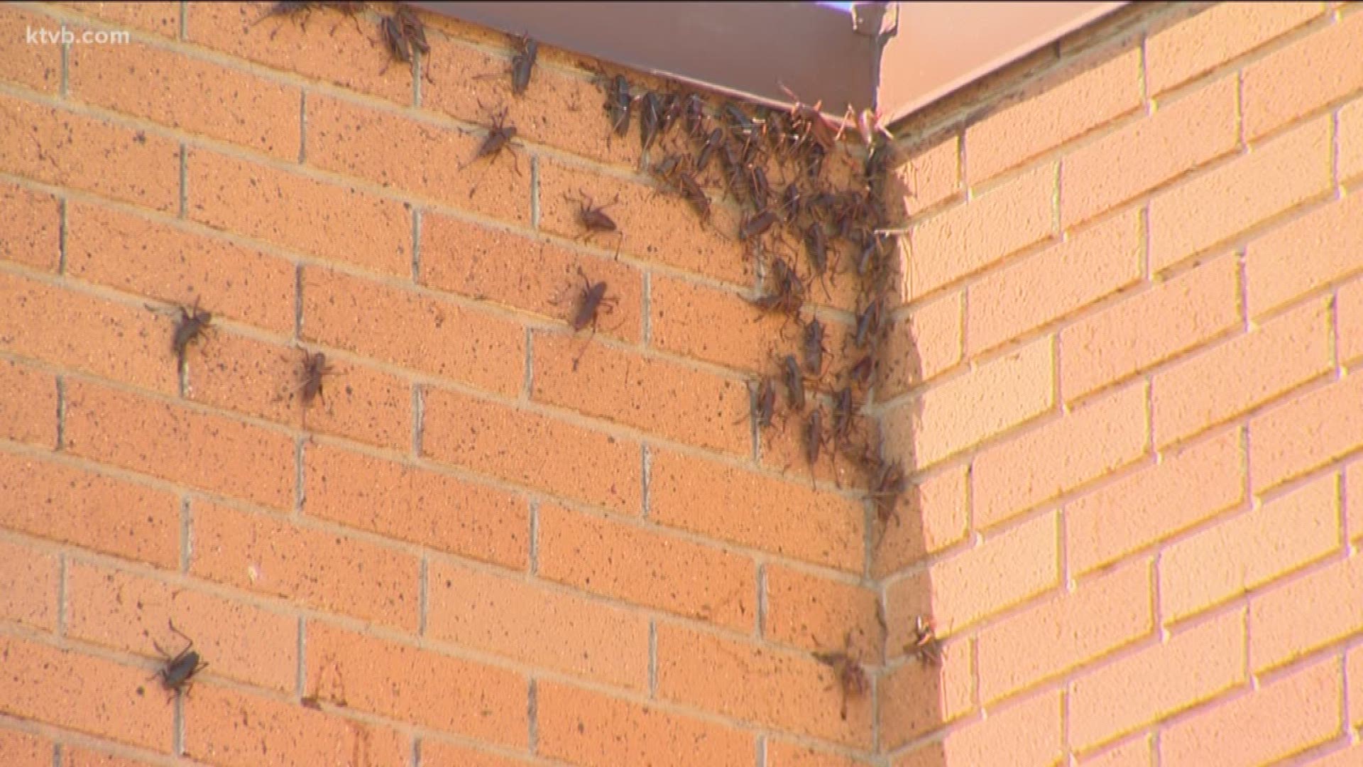 A KTVB crew in town for another story captured video of the migrating insects crawling everywhere.