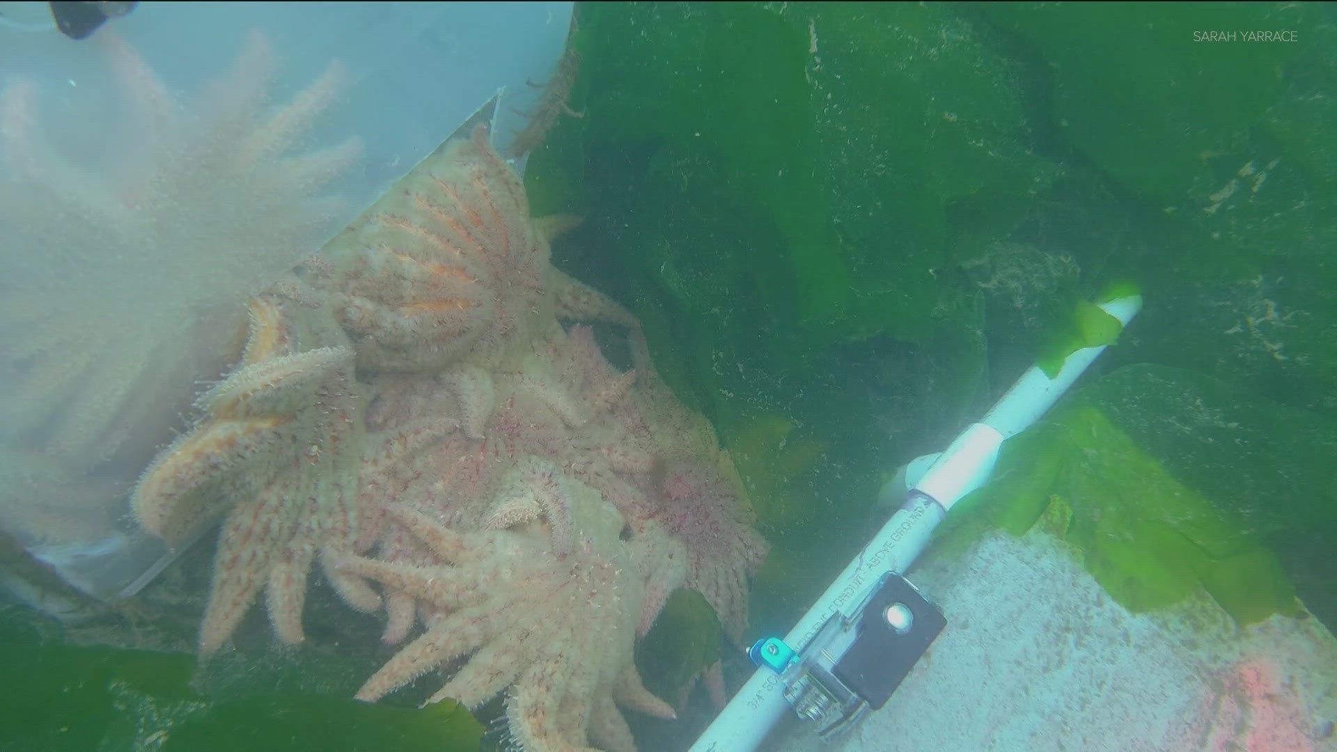 The threatened species has dwindling numbers, and Friday Harbor scientists have spent the last five years growing sea stars in a lab for release and repopulation.