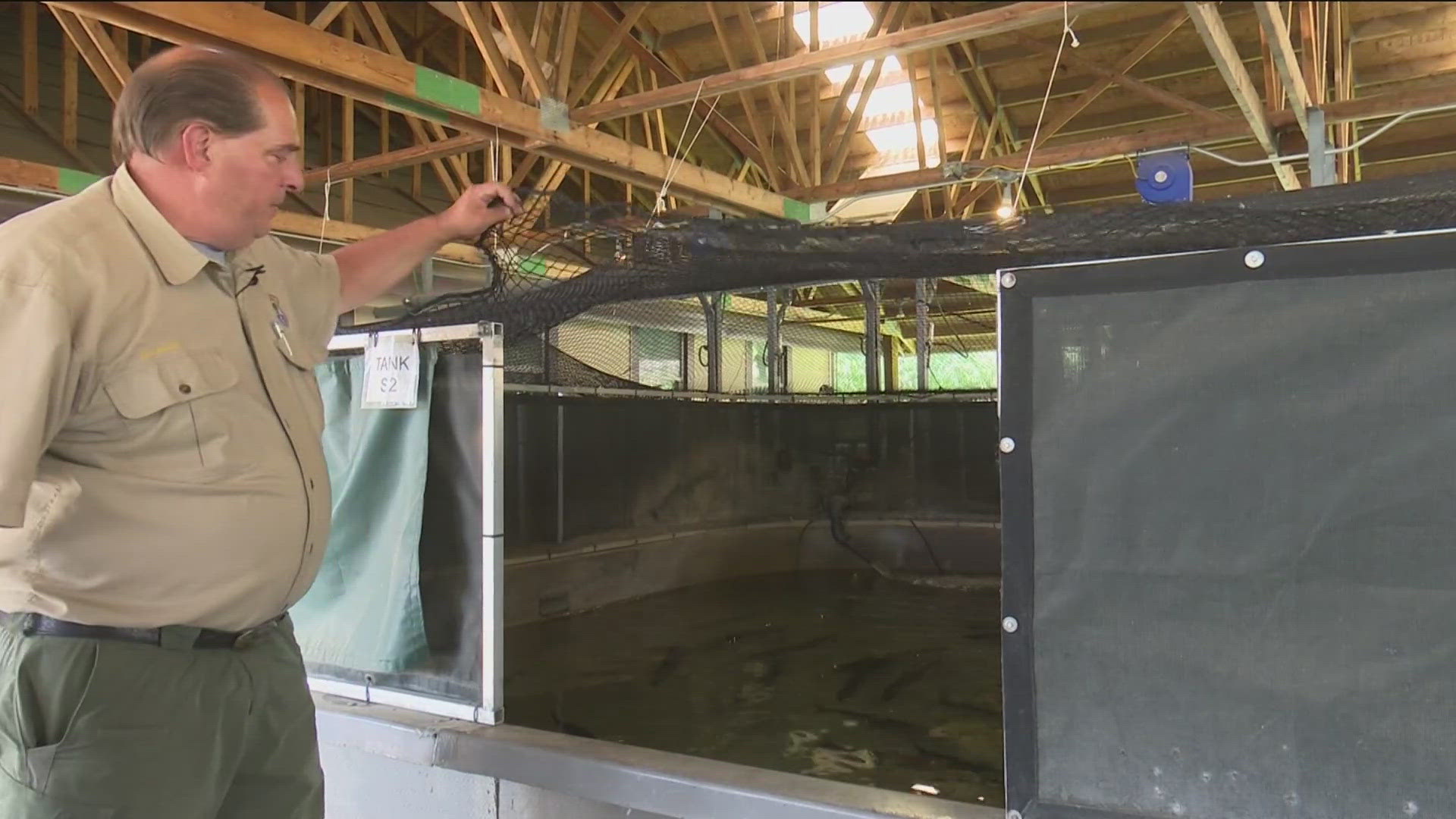 This is the second summer in four years the state agency has trapped sockeye from the Lower Granite Dam because of high temperatures.