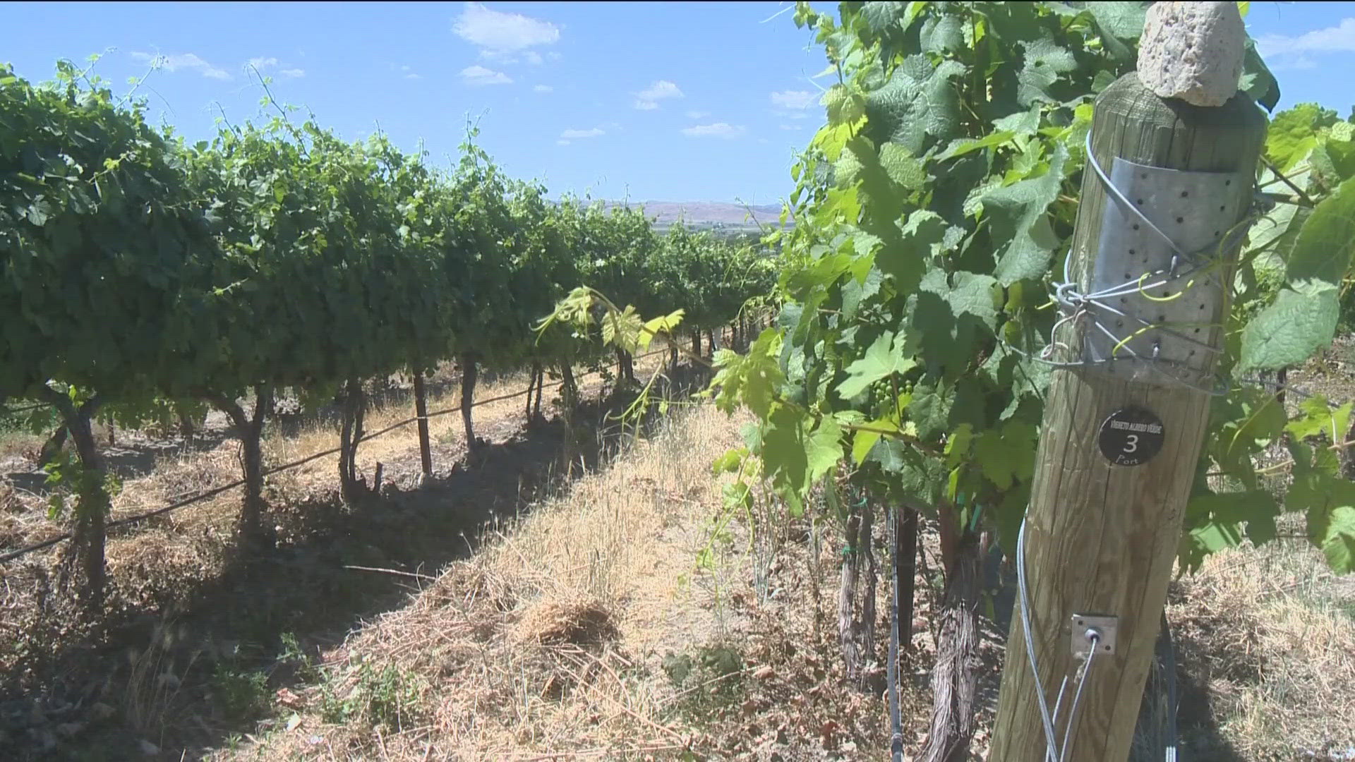 Kerry Hill Winery in Wilder is blending more than different varietals to make their wine. They're combining different sustainable techniques to work with nature.