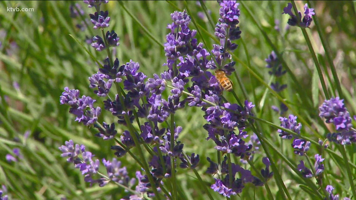 You Can Grow It: Helping endangered honeybees, monarch butterflies in your garden