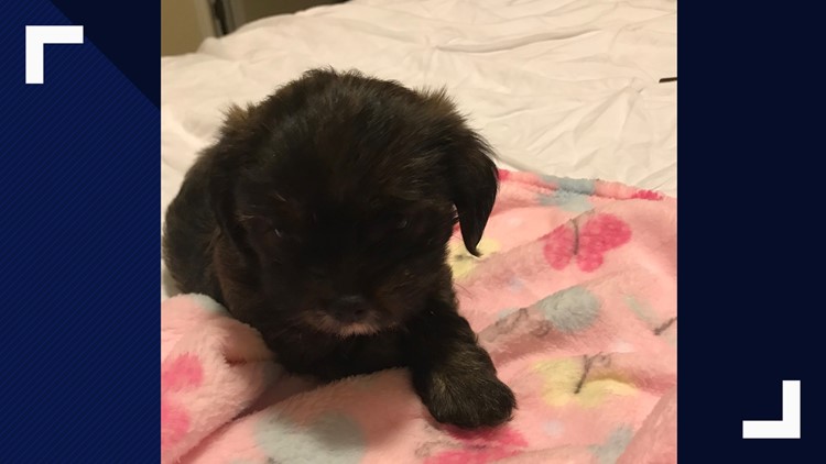 cabelas puppies for sale