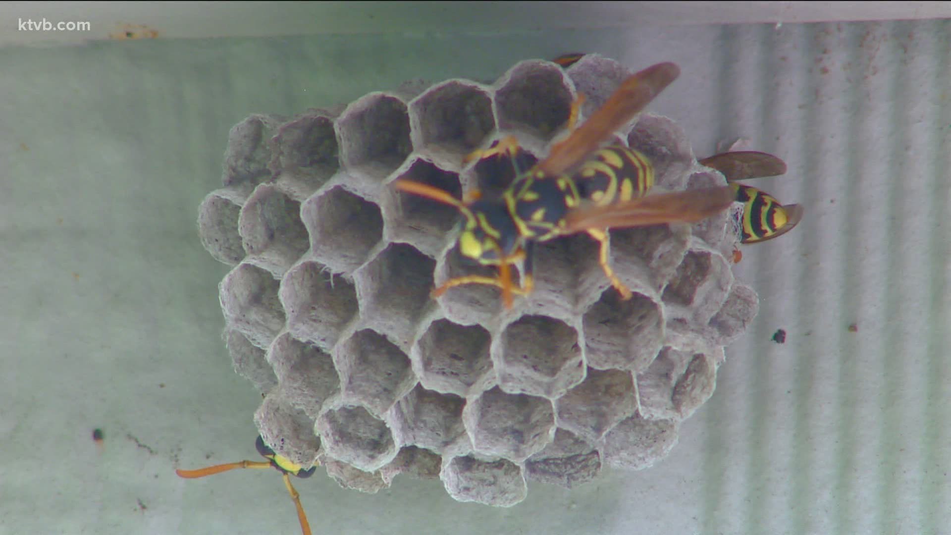 Jim Duthie has some tips on how you can control bees, wasps and hornets in your yard.