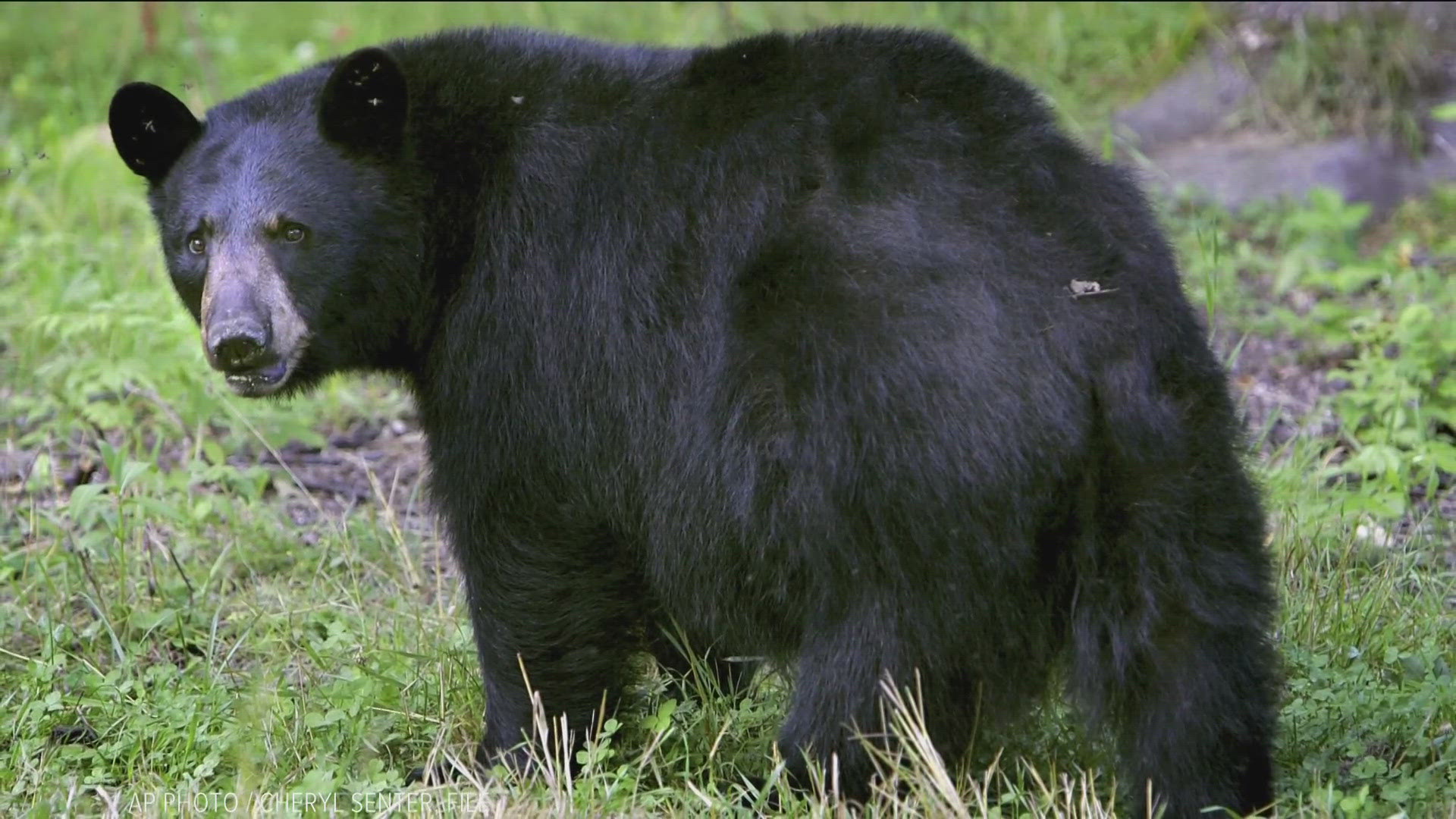 An IDFG conservation officer killed the animal near Riggins City Park during a large gathering Saturday after multiple attempts to scare it away were unsuccessful.