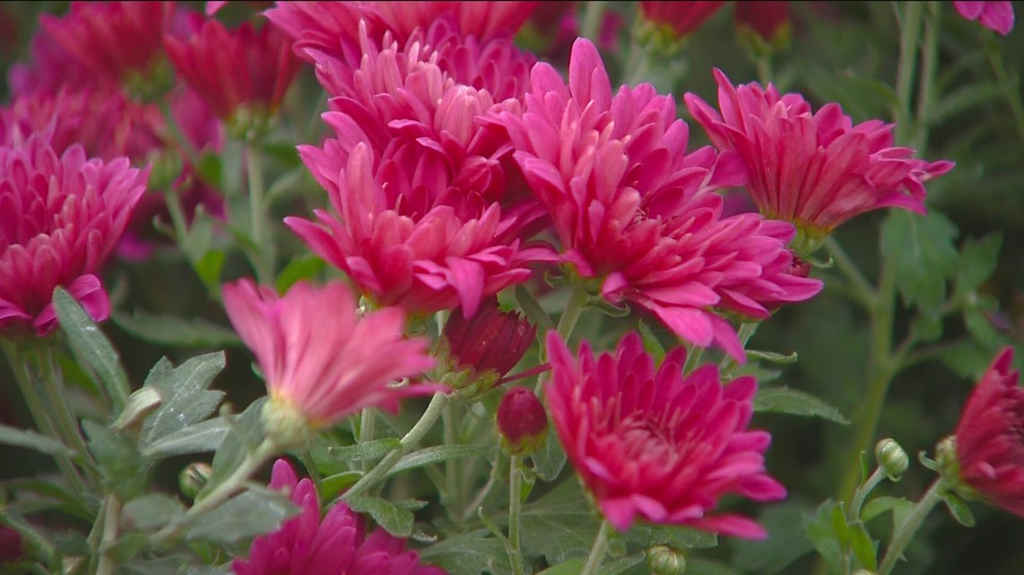 Colorful plants that brighten up fall weather