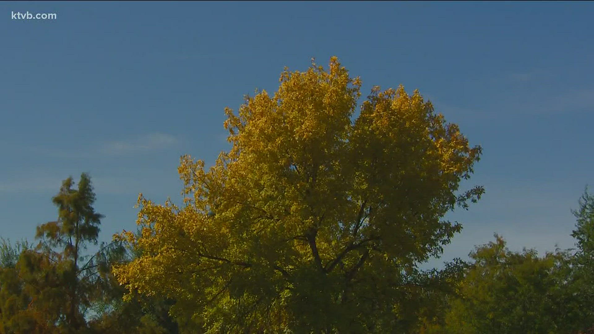 Garden master Jim Duthie explains how the leaves change color.