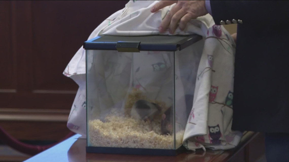Ahh rats: Public forum held to urge Idaho lawmakers to tackle rat issue