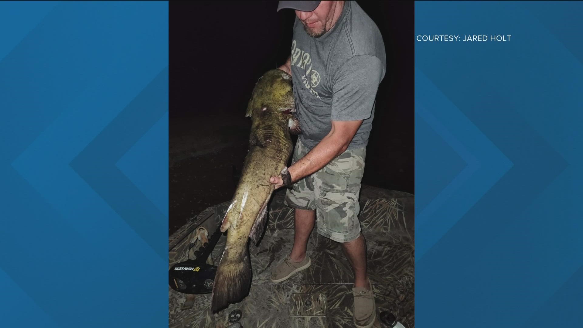 Jared Holt hauled up a 43-inch-long flathead catfish on July 9. It's a state catch-and-release record.