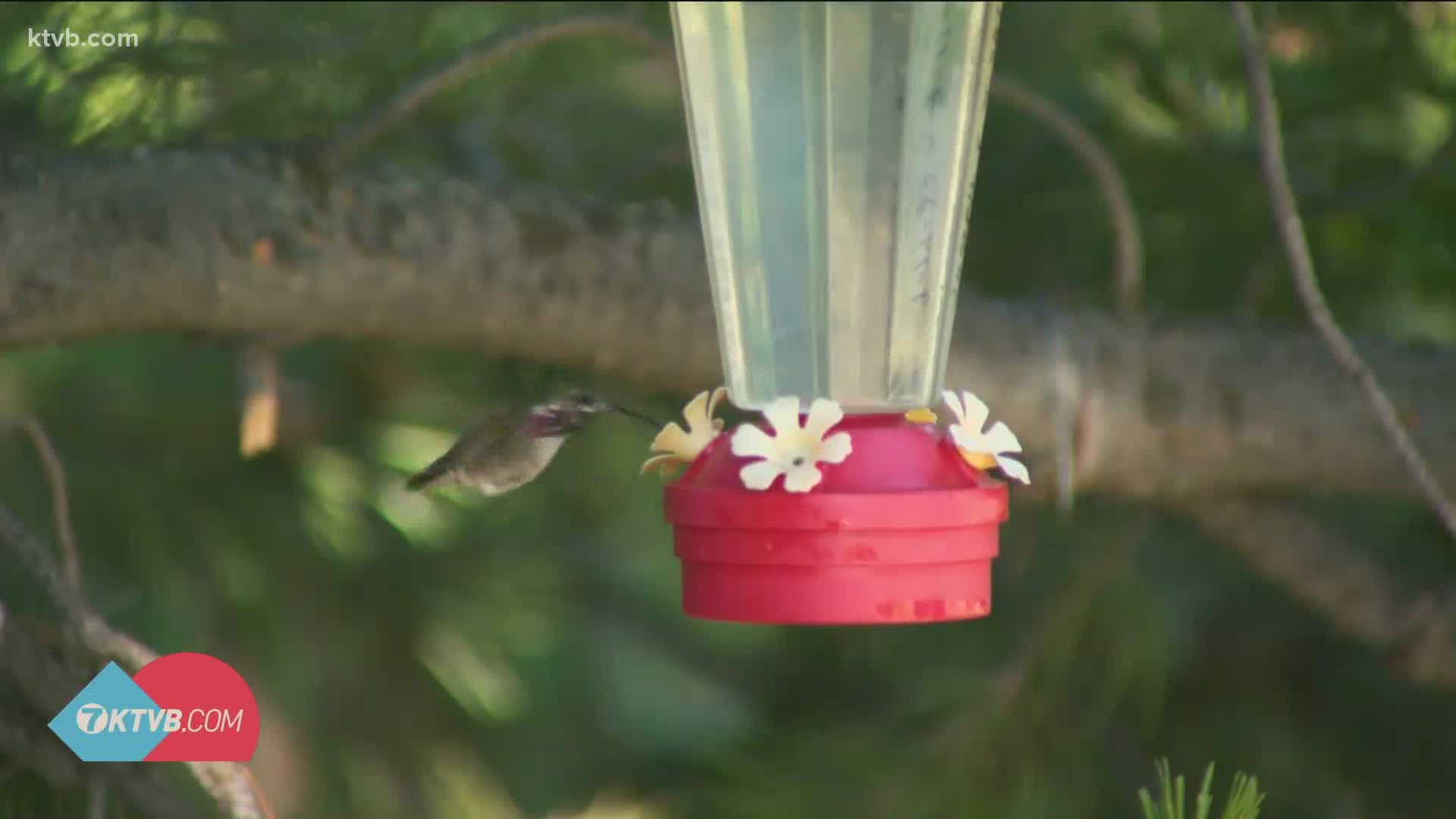 Nestled in the hills south of Twin Falls, two friends run a 30-year-old treasure at the Broockman-White Hummingbird Feeding Station.