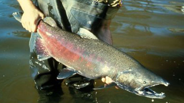 Spring Chinook salmon fishing season set for Idaho rivers