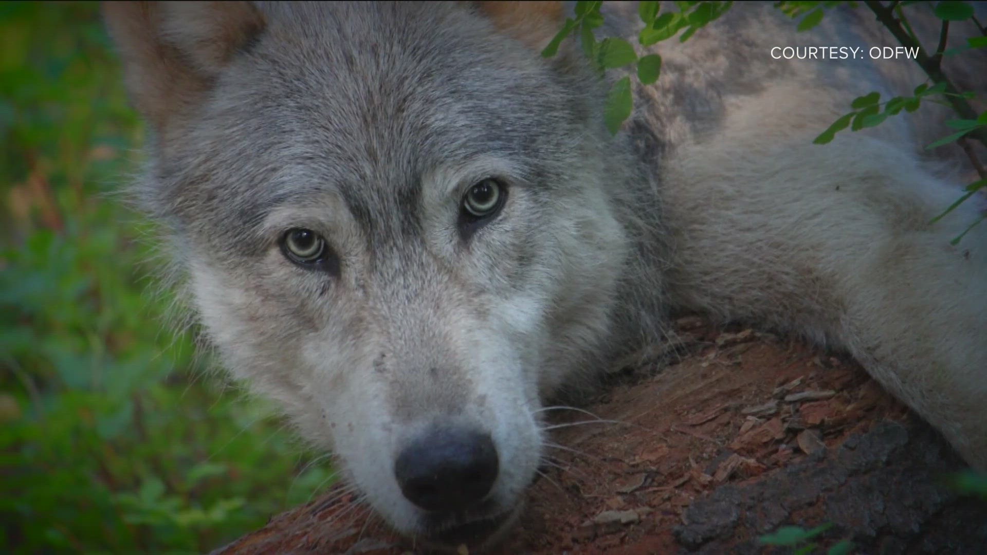 Judge hears arguments over Idaho wolf trapping laws