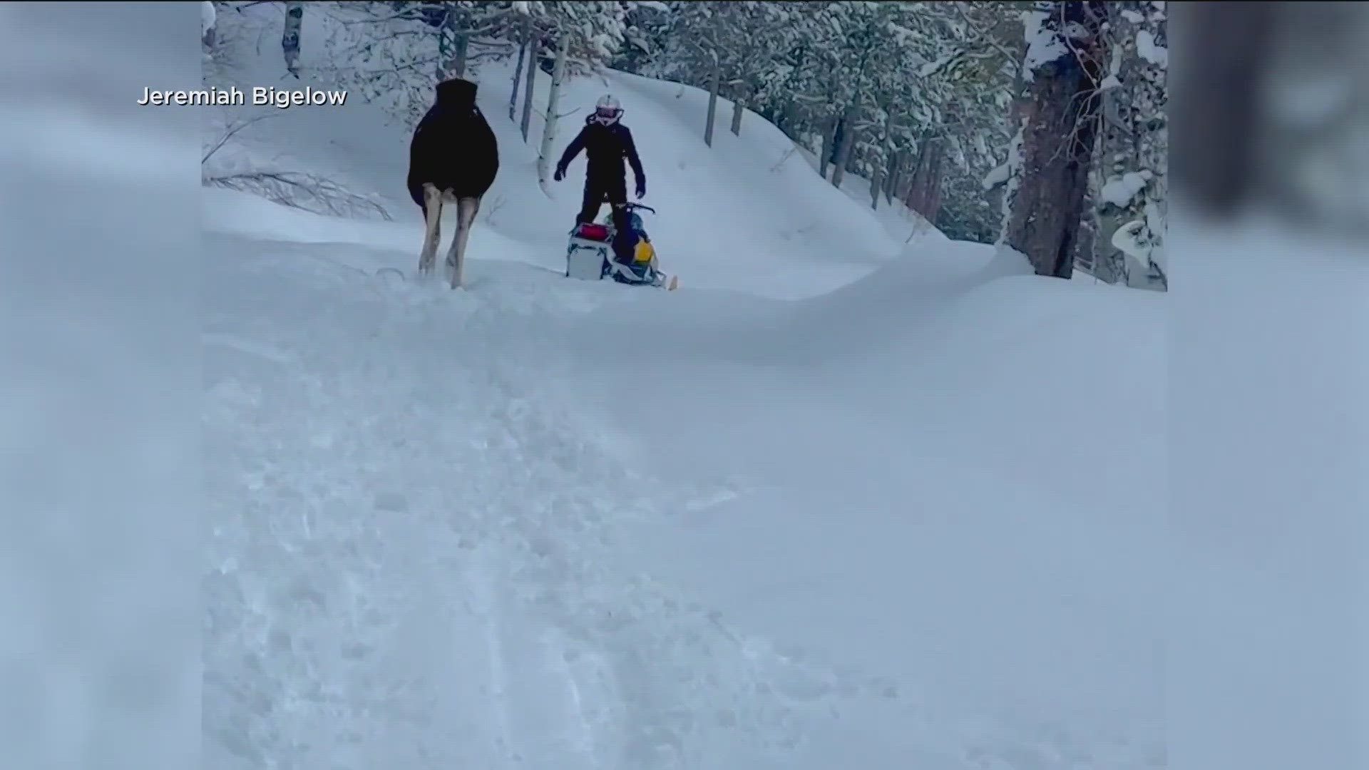 In the terrifying moment caught on video, neither moose nor man was hurt, but a snow machine took a beating.