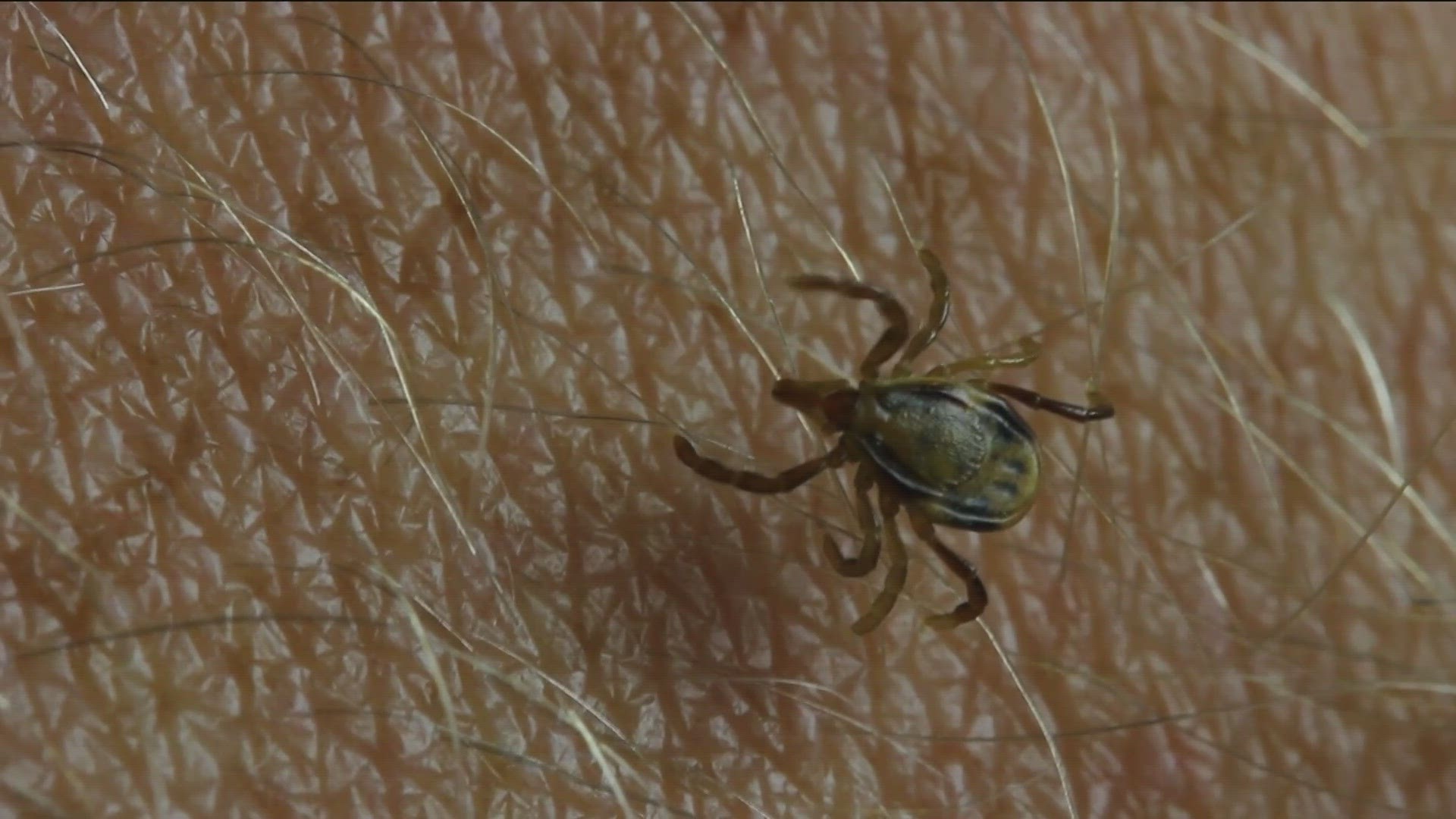 Ticks can cause serious health problems.