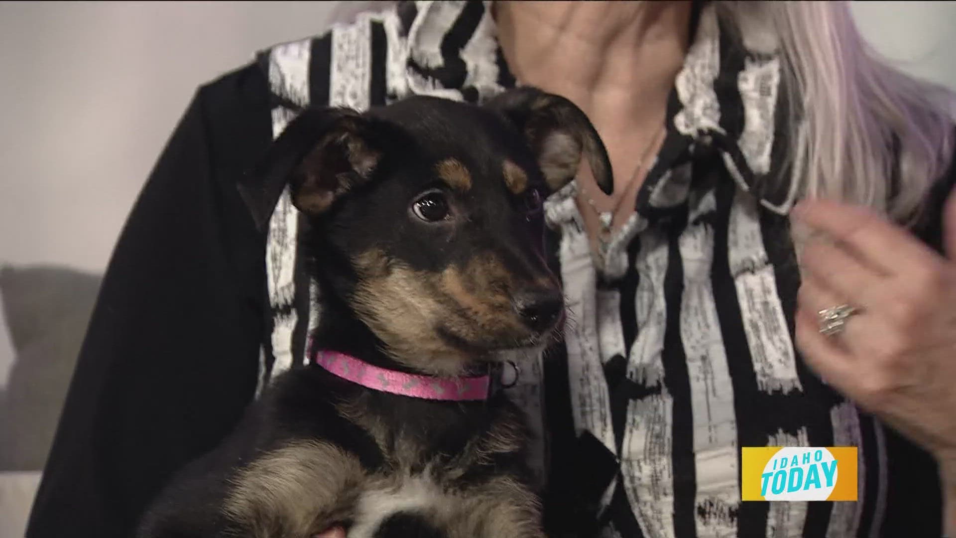 Carly is the latest adoptable pet from the Idaho Humane Society. She is only 3 months old and behaves like a well mannered adult dog!