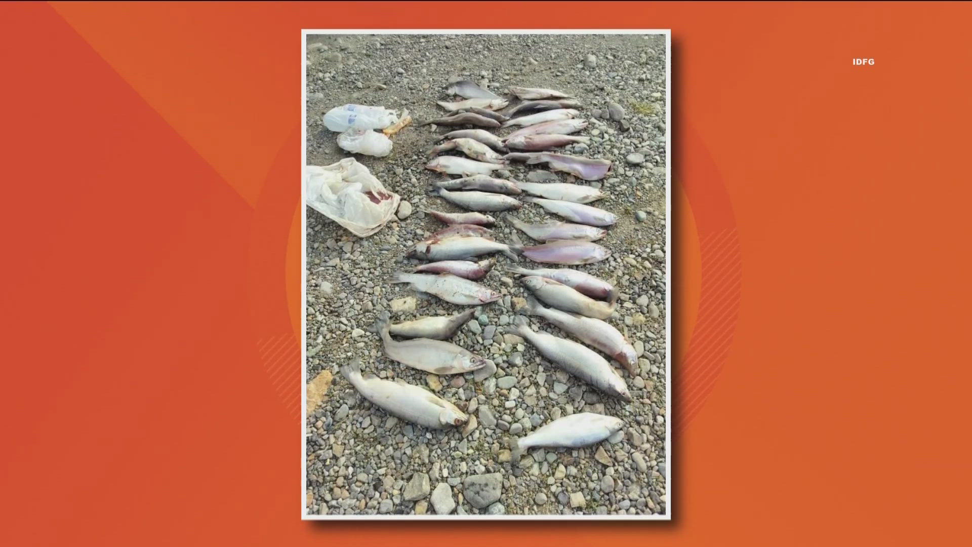 Idaho Fish and Game is seeking information after a Kootenai County Sheriff's deputy found 31 kokanee illegally dumped and wasted in Hayden.