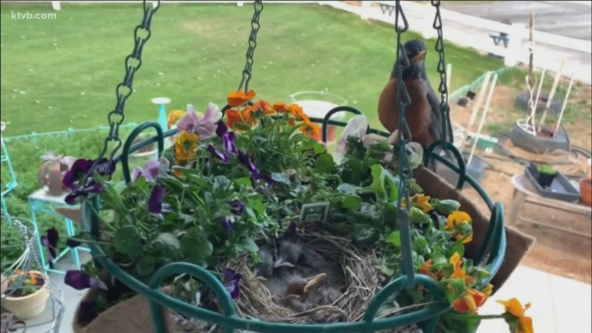 Andy Andrews found some robin eggs in a hanging basket in his yard. The eggs have since hatched.