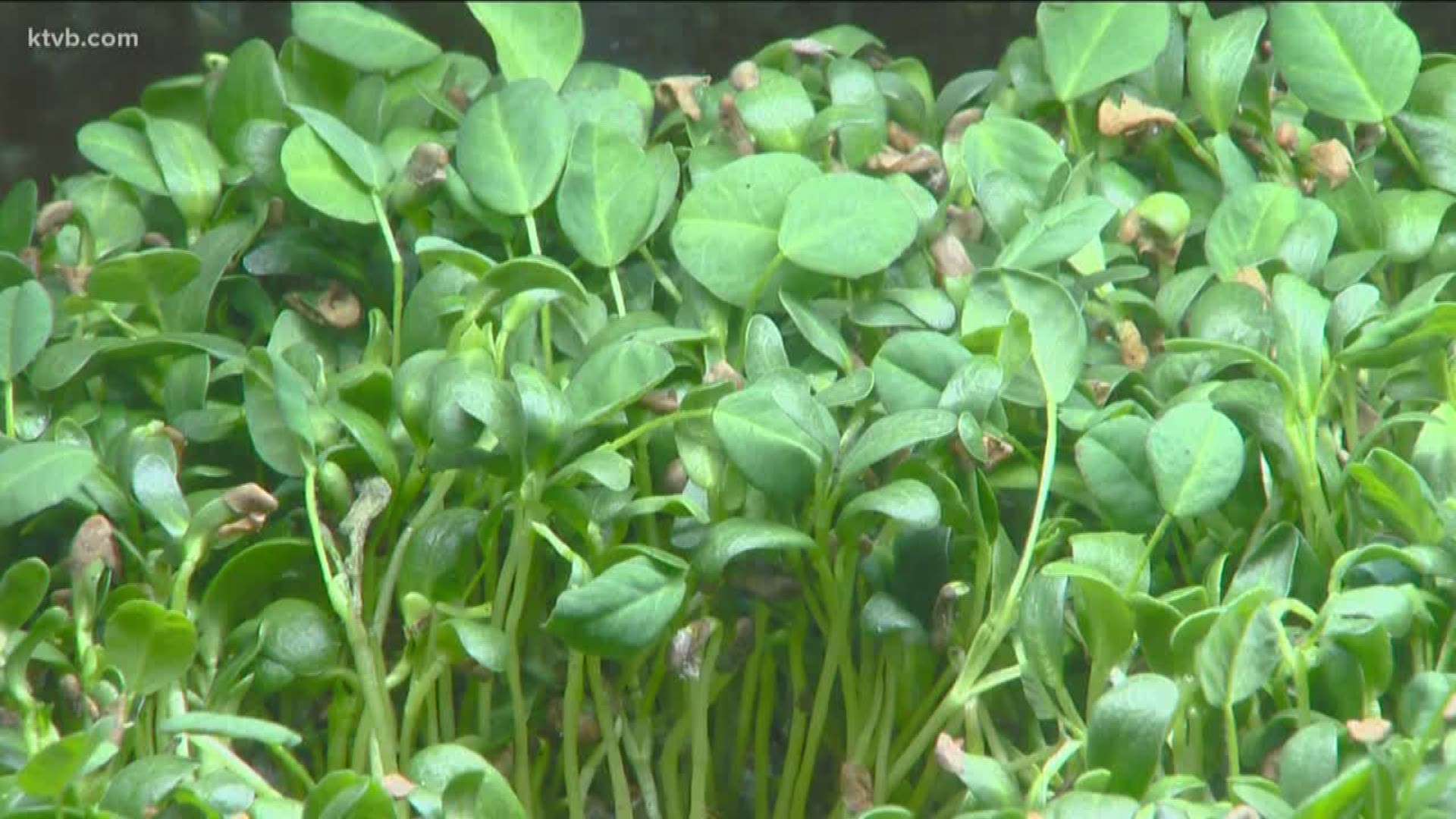 Garden master Jim Duthie says us how to grow tasty, nutritious greens inside.