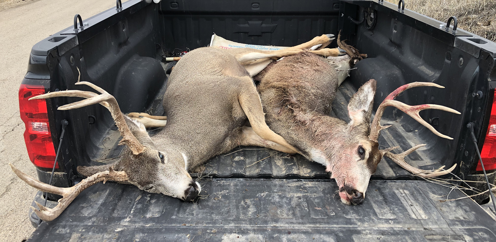 poachers-kill-two-mule-deer-near-emmett-ktvb