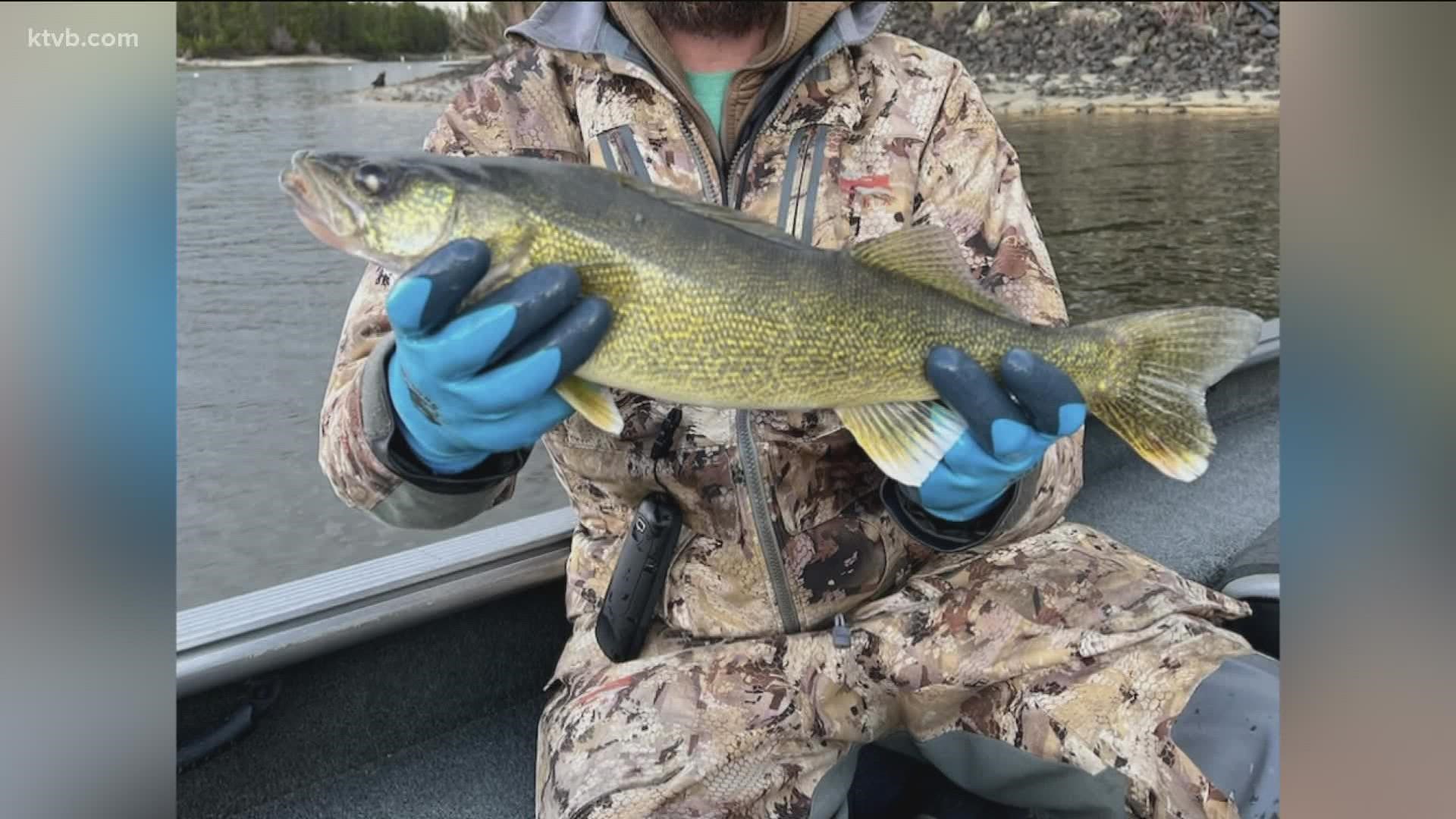 Walleyes are "incompatible" with the perch in Lake Cascade and its fisheries downstream, according to Idaho Fish & Game.