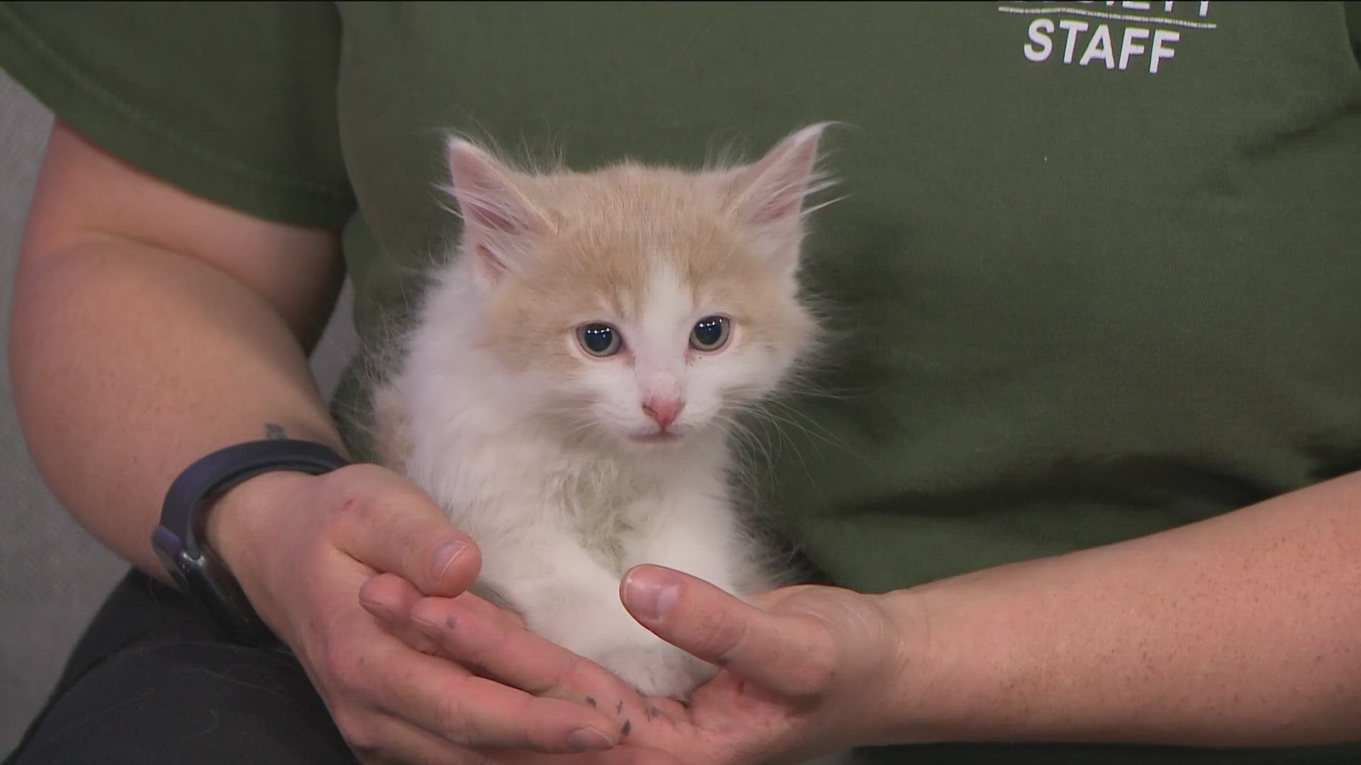The Idaho Humane Society is in the KTVB studio with a kitten named Post Malone - we discuss how to become a foster parent to animals in need.