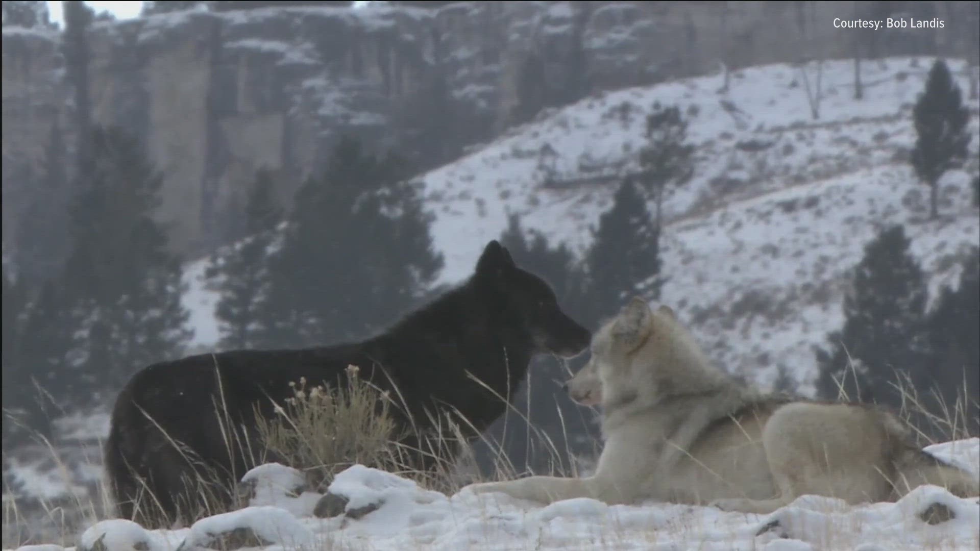 Conservation groups say Idaho, Wyoming and Montana are not properly managing their wolf populations, and the federal government should protect the species.