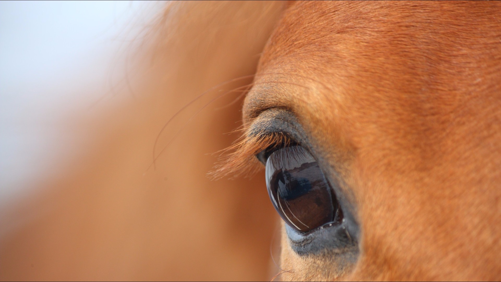 Your Horse Could Be At Risk Deadly Viruses Confirmed In Kansas Horses What To Do - 0qc7gjn