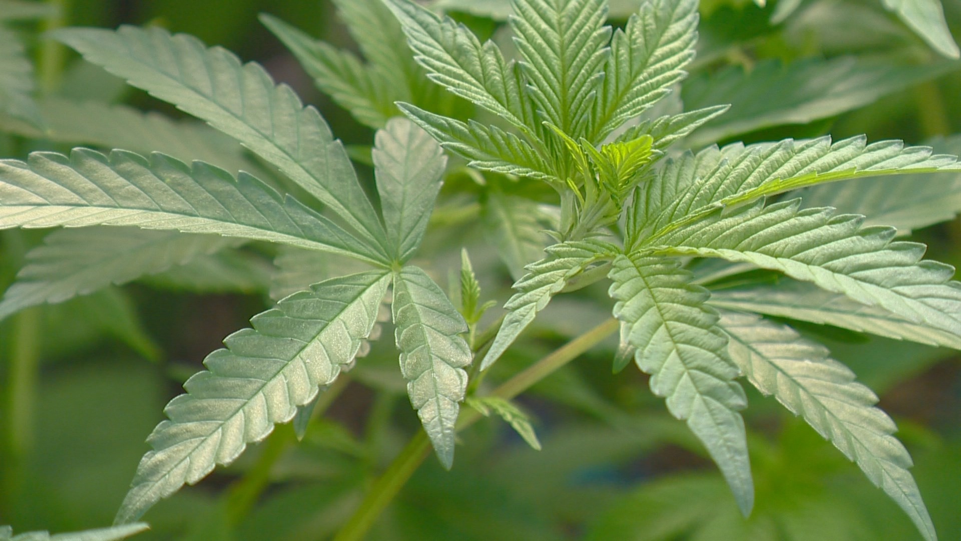 Marijuana laws in Idaho What's legal, what's not and what does it take